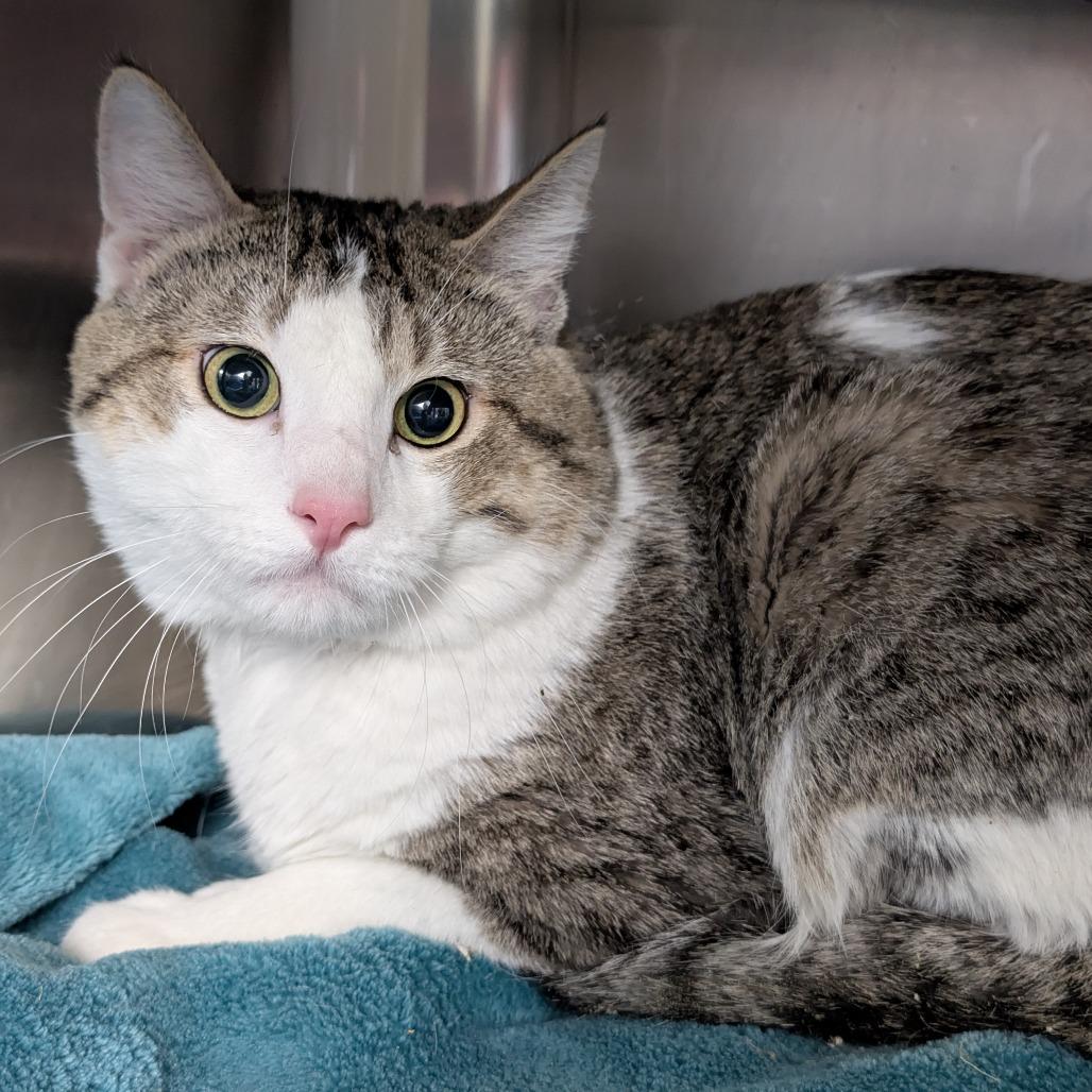 Duke, Adoptable, Young Male Domestic Medium Hair.