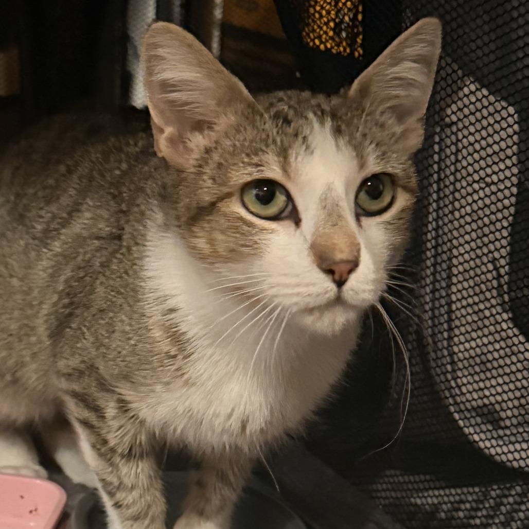 Bea, Adoptable, Young Female Domestic Short Hair.