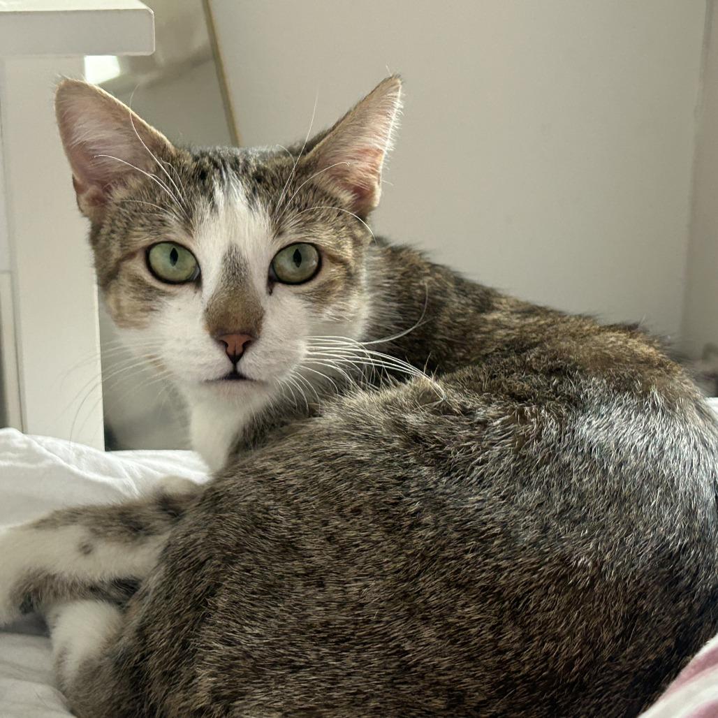 Enlarge Bea, a Adoptable Domestic Short Hair in New York, NY image 2/6