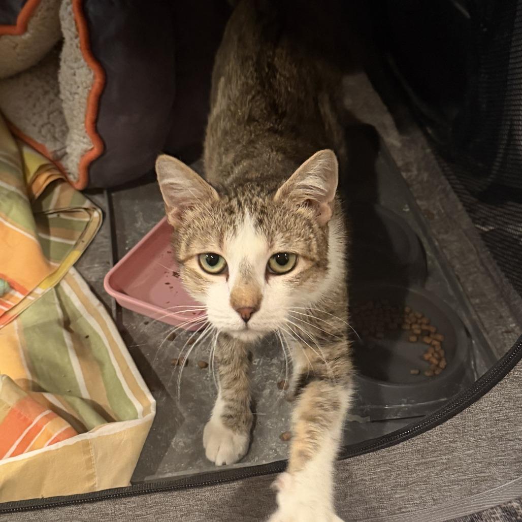 Enlarge Bea, a Adoptable Domestic Short Hair in New York, NY image 3/6