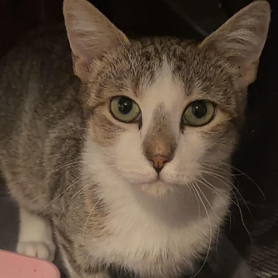 Enlarge Bea, a Adoptable Domestic Short Hair in New York, NY image 4/6