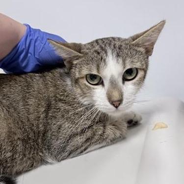 Enlarge Bea, a Adoptable Domestic Short Hair in New York, NY image 5/6