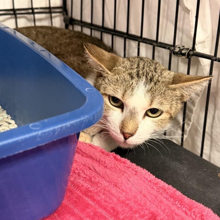 Enlarge Bea, a Adoptable Domestic Short Hair in New York, NY image 6/6