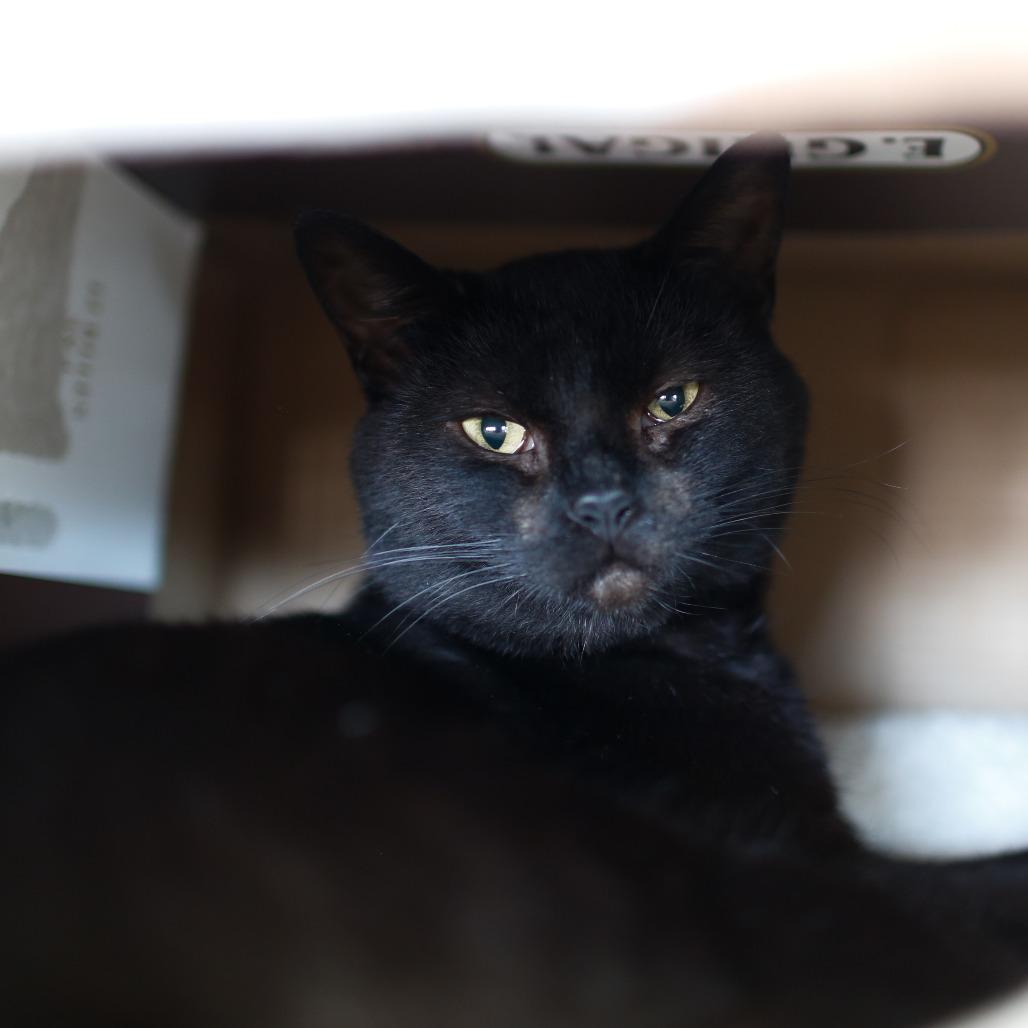 Enlarge Oden, a Adoptable Domestic Short Hair in Dover, NH image 1/3