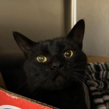 Enlarge Oden, a Adoptable Domestic Short Hair in Dover, NH image 2/3