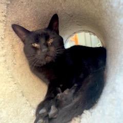 Enlarge Oden, a Adoptable Domestic Short Hair in Dover, NH image 3/3