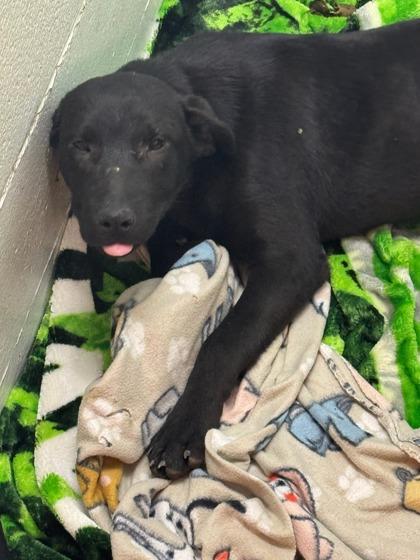 Confetti, Adoptable, Puppy Female Mixed Breed & Mixed Breed.