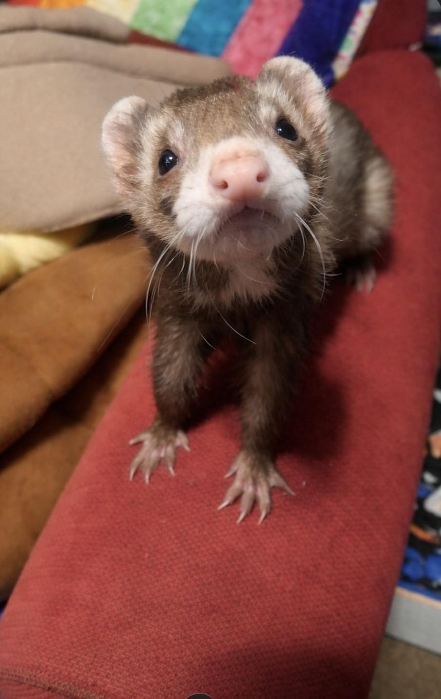 Enlarge Ryu, a Adoptable Ferret in Lake worth, FL image 1/1