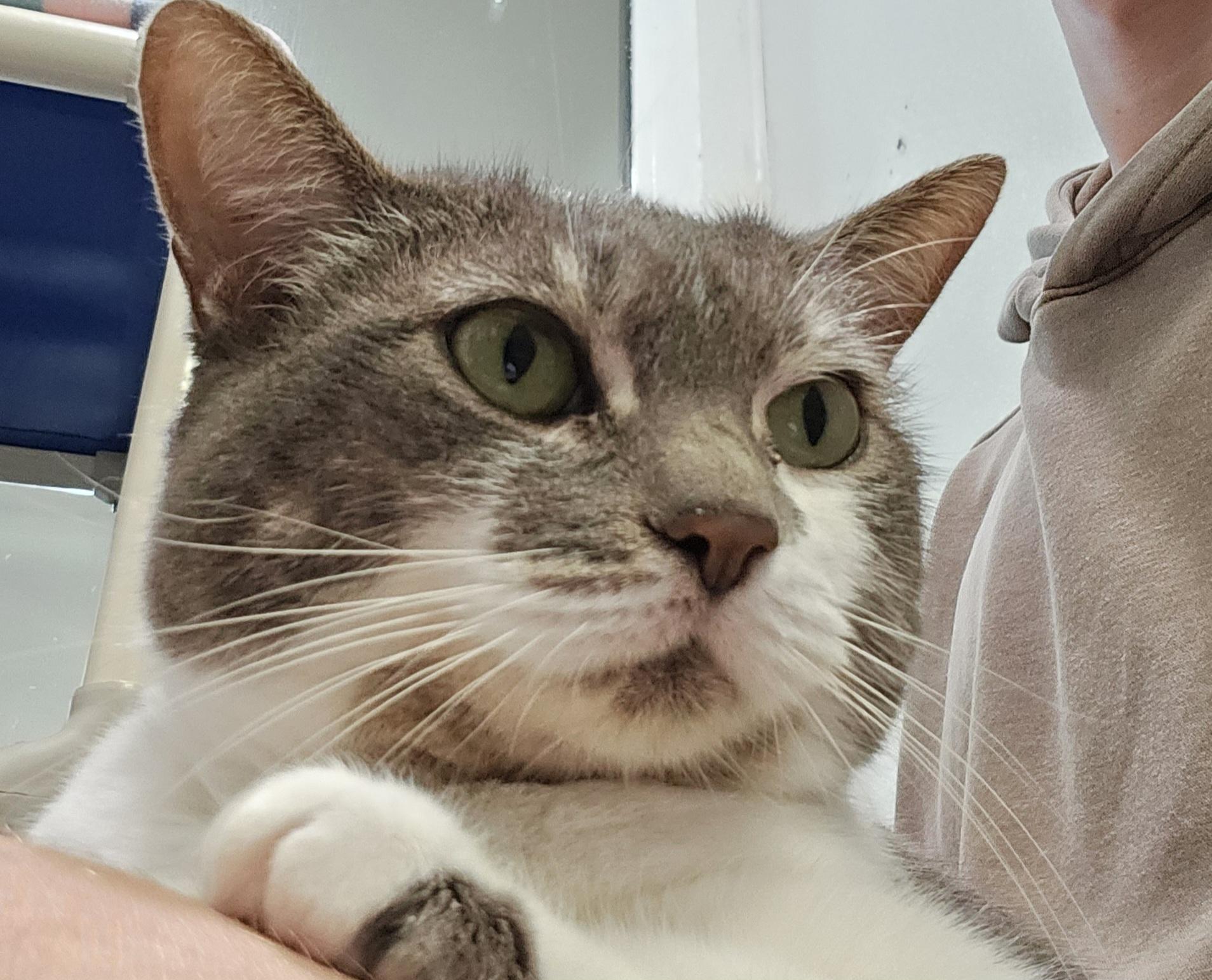 Enlarge Kitty, a ADOPTABLE Domestic Short Hair in Potsdam, NY image 3/3