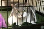 Enlarge Kitty, a ADOPTABLE Domestic Short Hair in Potsdam, NY image 2/3