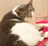 Kitty, ADOPTABLE, Senior Female Domestic Short Hair.