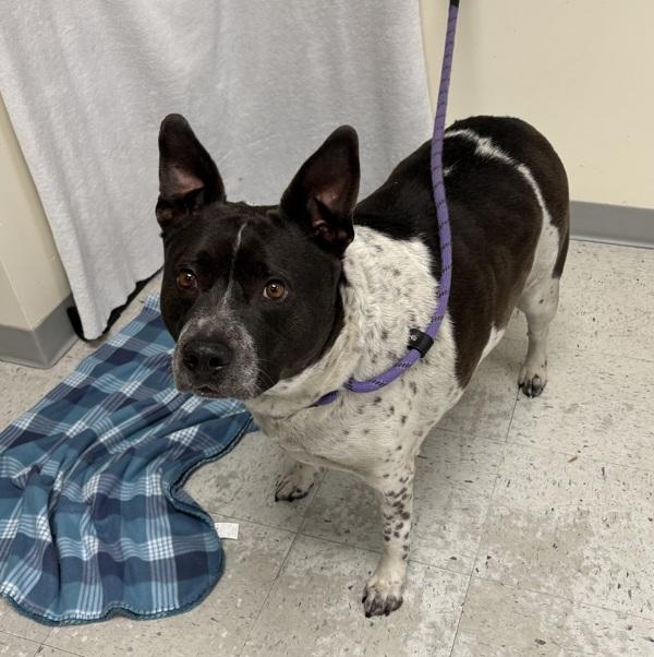 Ruger, Adoptable, Adult Male Pit Bull Terrier.