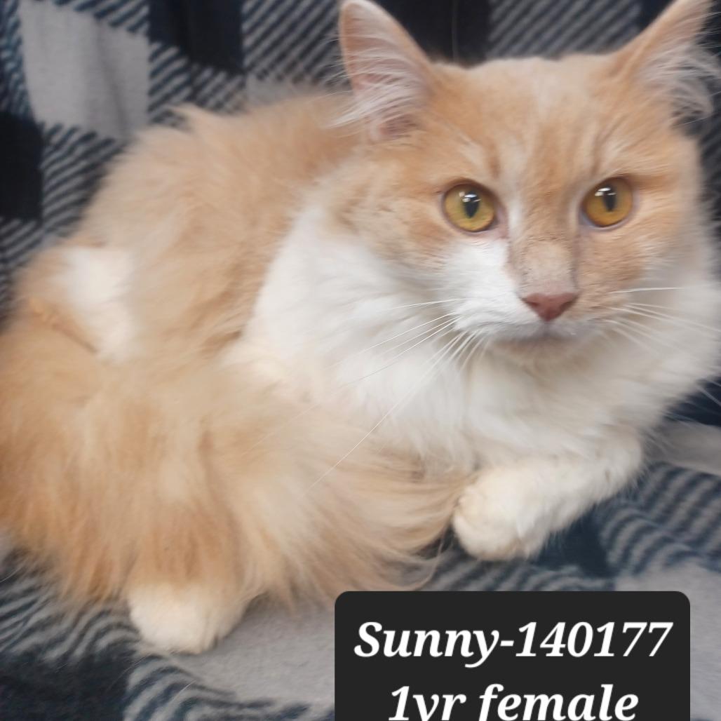 Enlarge Sunny, a Adoptable Domestic Long Hair in New Tazewell, TN image 1/1