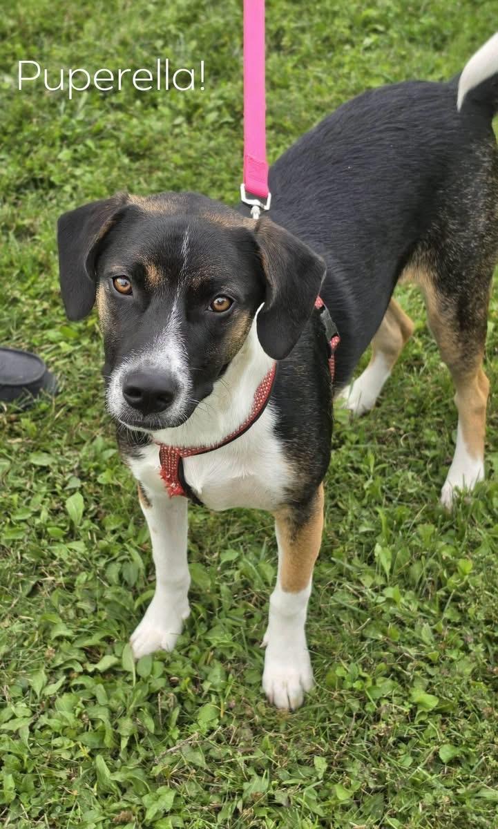 Pupperella photo