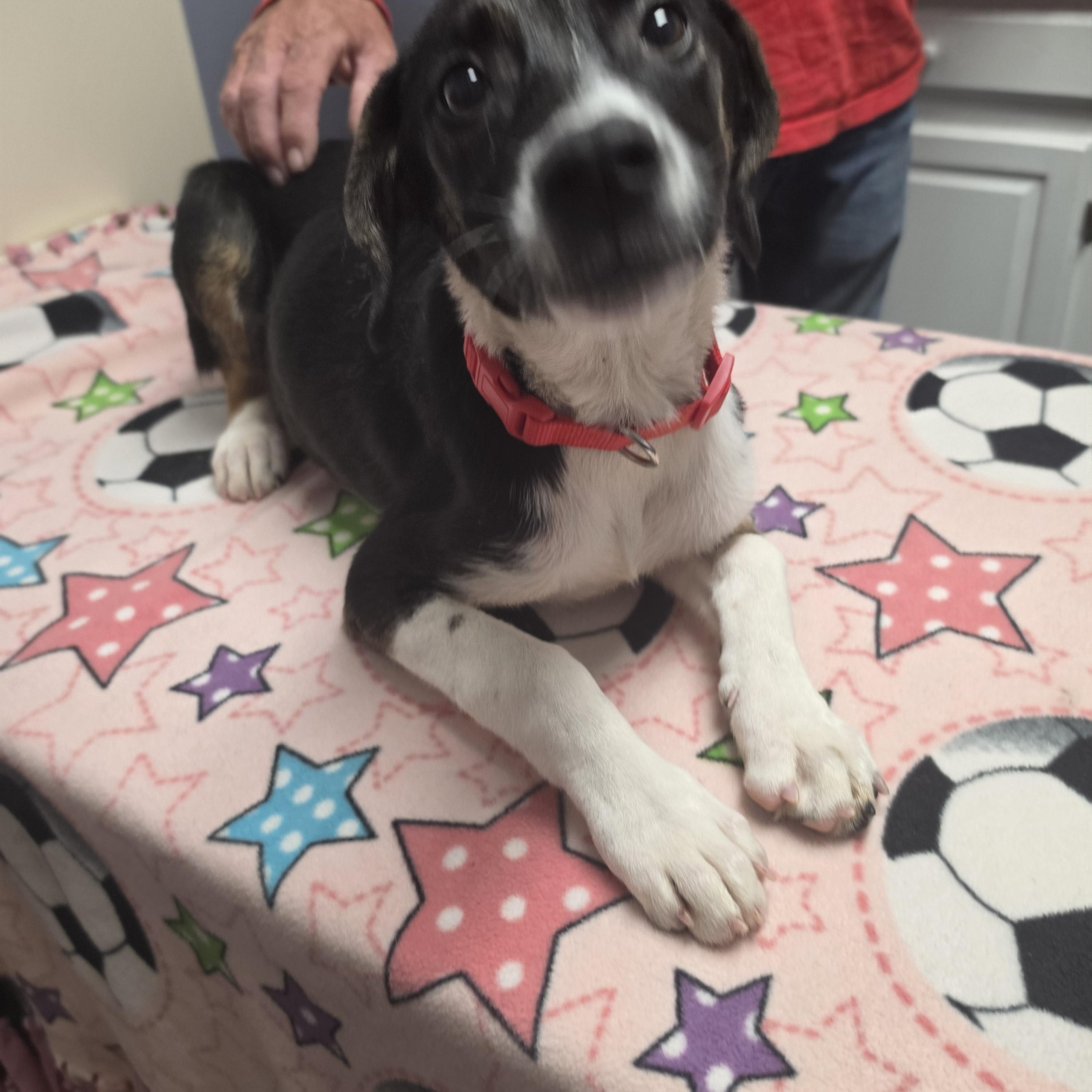 Enlarge Pupperella, a Adoptable mixed breed in Lacona, NY image 5/6