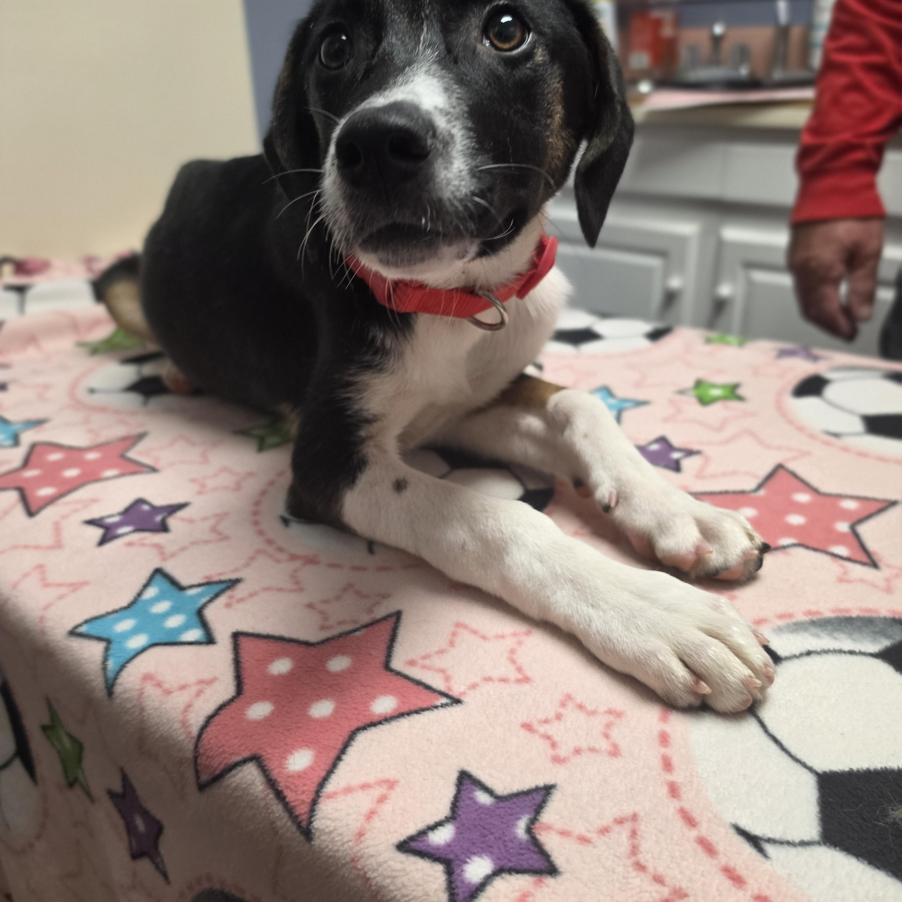 Enlarge Pupperella, a Adoptable mixed breed in Lacona, NY image 3/6