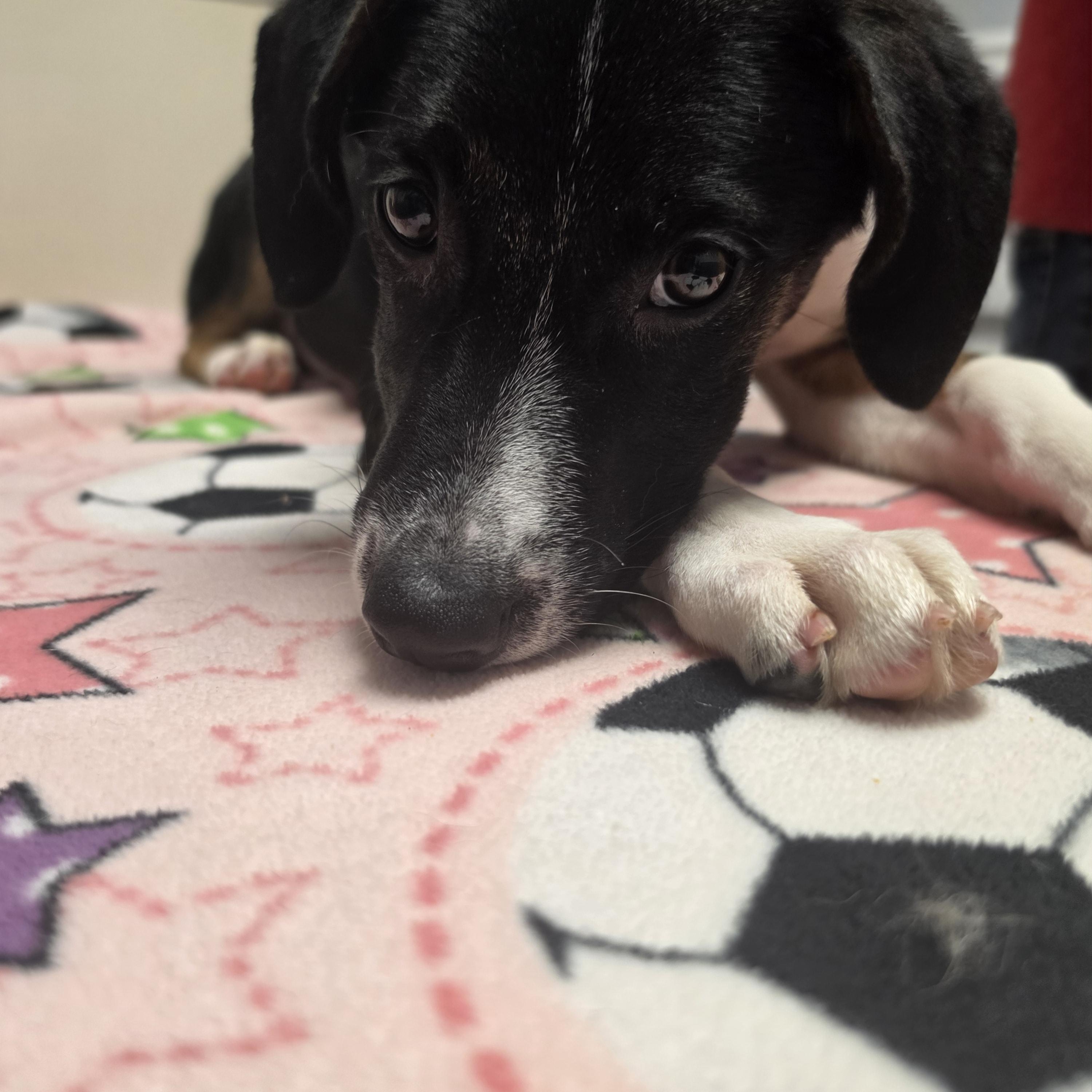 Enlarge Pupperella, a Adoptable mixed breed in Lacona, NY image 6/6