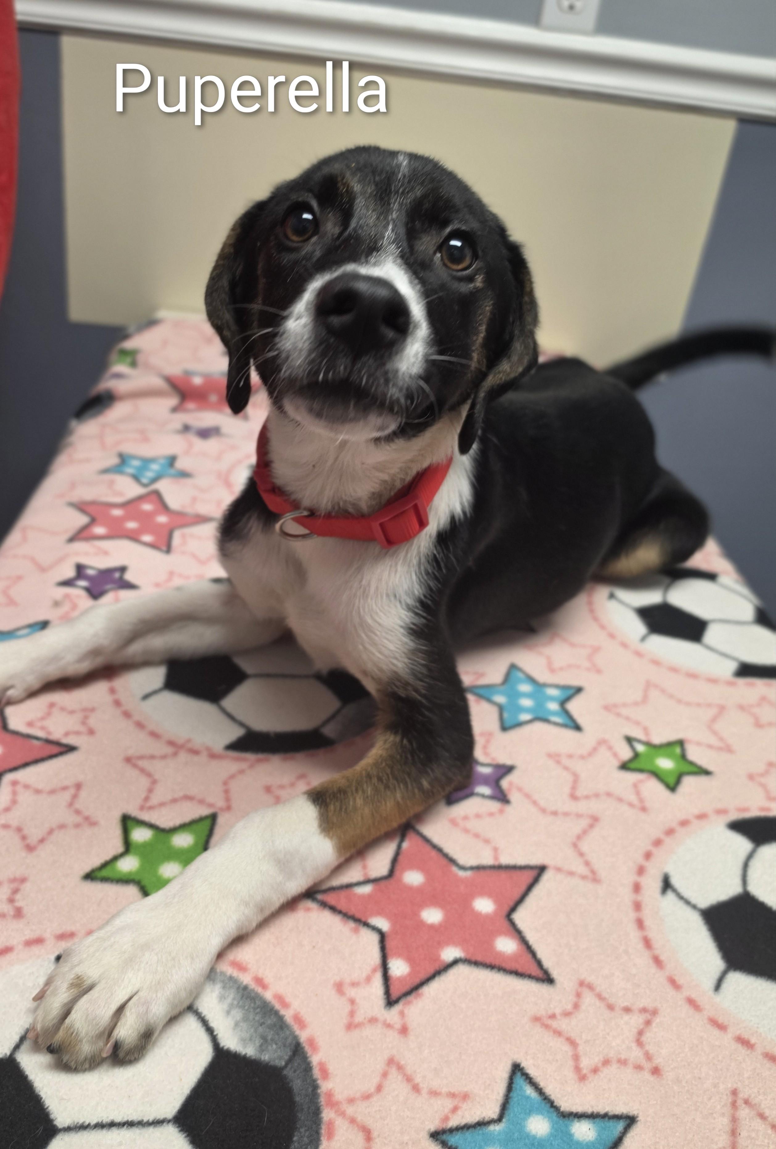 Enlarge Pupperella, a Adoptable mixed breed in Lacona, NY image 2/6