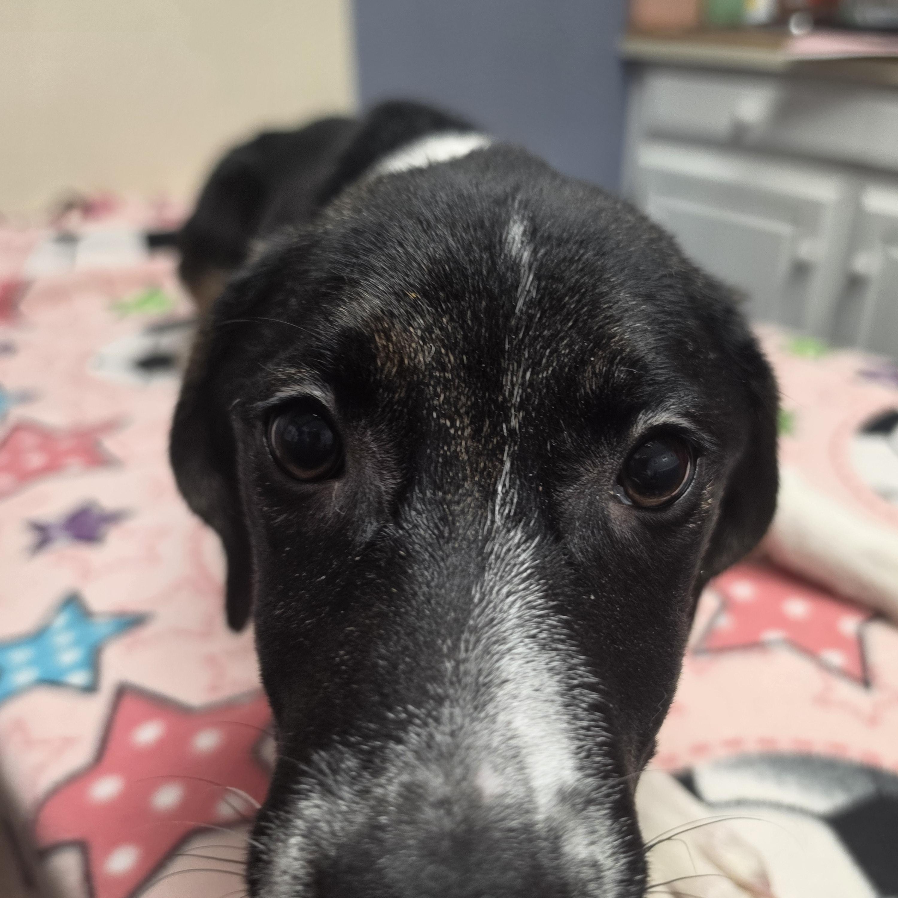 Enlarge Pupperella, a Adoptable mixed breed in Lacona, NY image 4/6