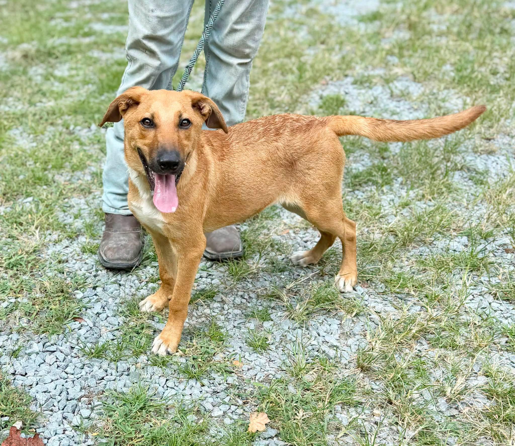 Prist, a ADOPTABLE mixed breed in Elizabethtown, NC image 2/2