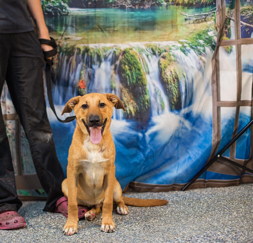 Prist, a ADOPTABLE mixed breed in Elizabethtown, NC image 1/2