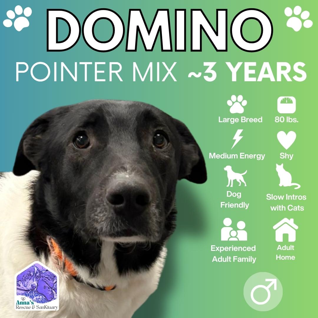 Domino, Adoptable, Young Male Pointer.