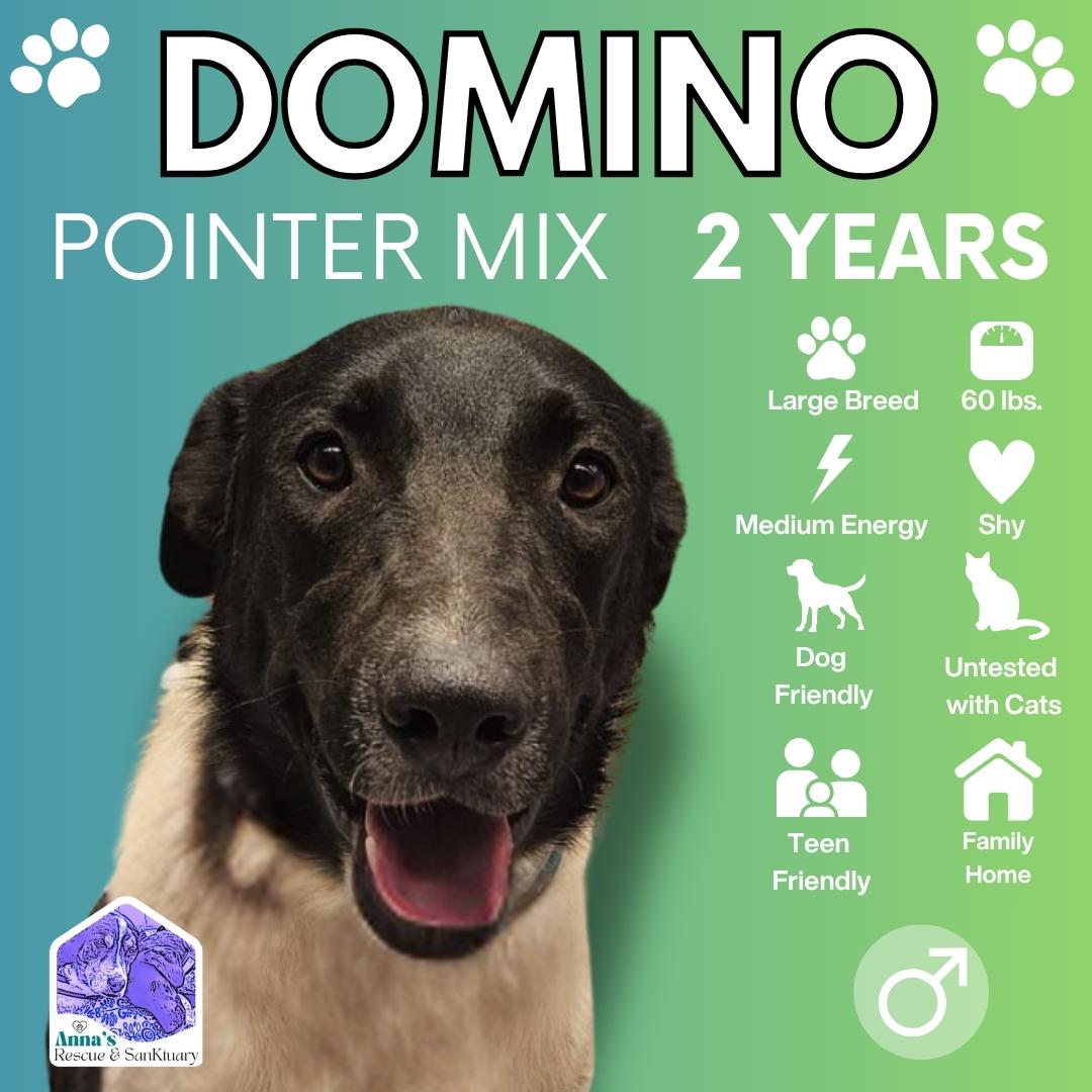Enlarge Domino, a Adoptable mixed breed image 1/1
