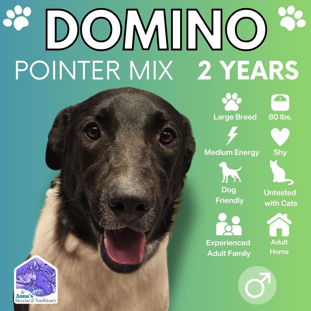 Domino, Adoptable, Young Male Pointer.