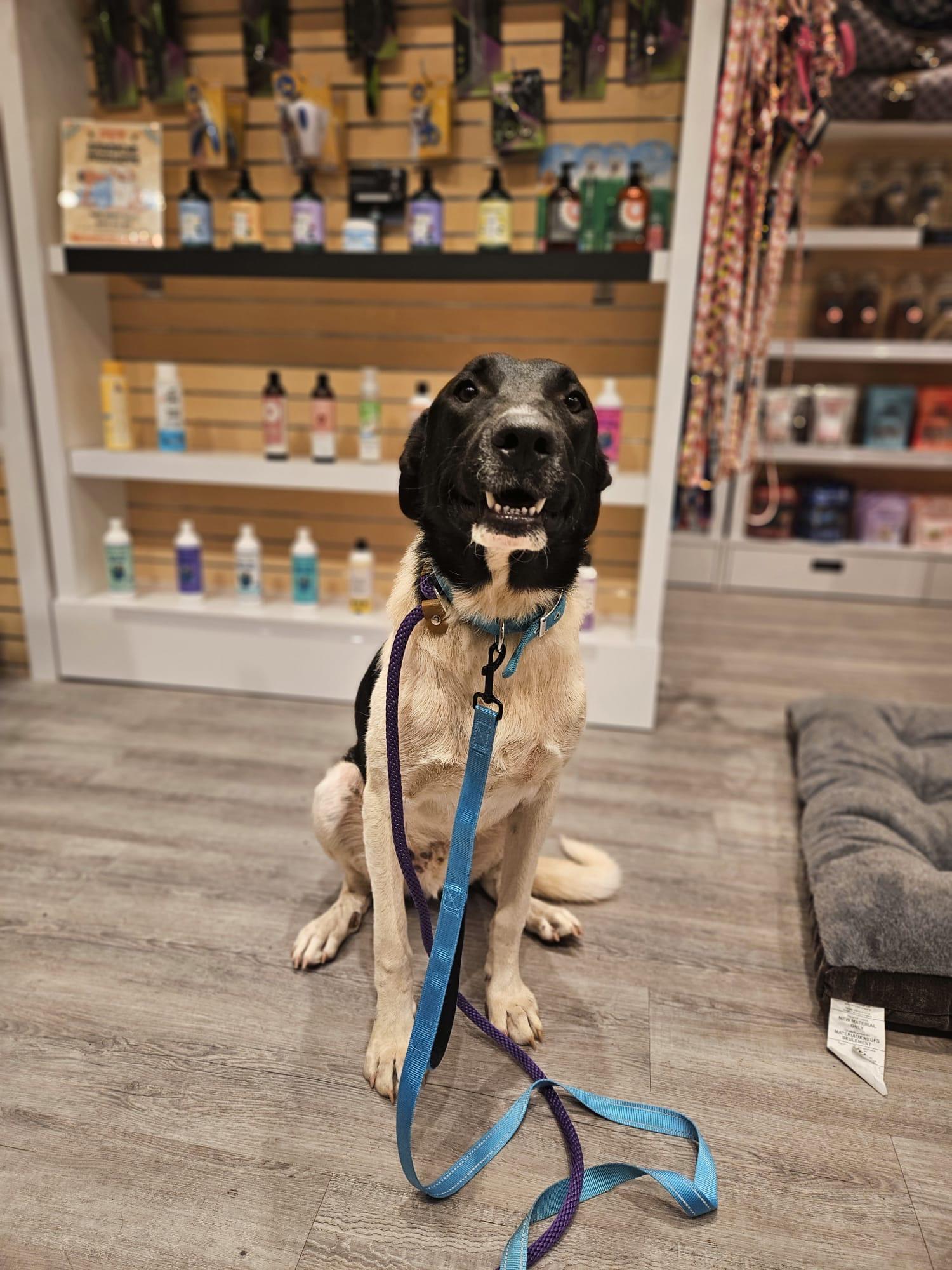 Enlarge Domino, a Adoptable mixed breed in Aurora, ON image 4/5