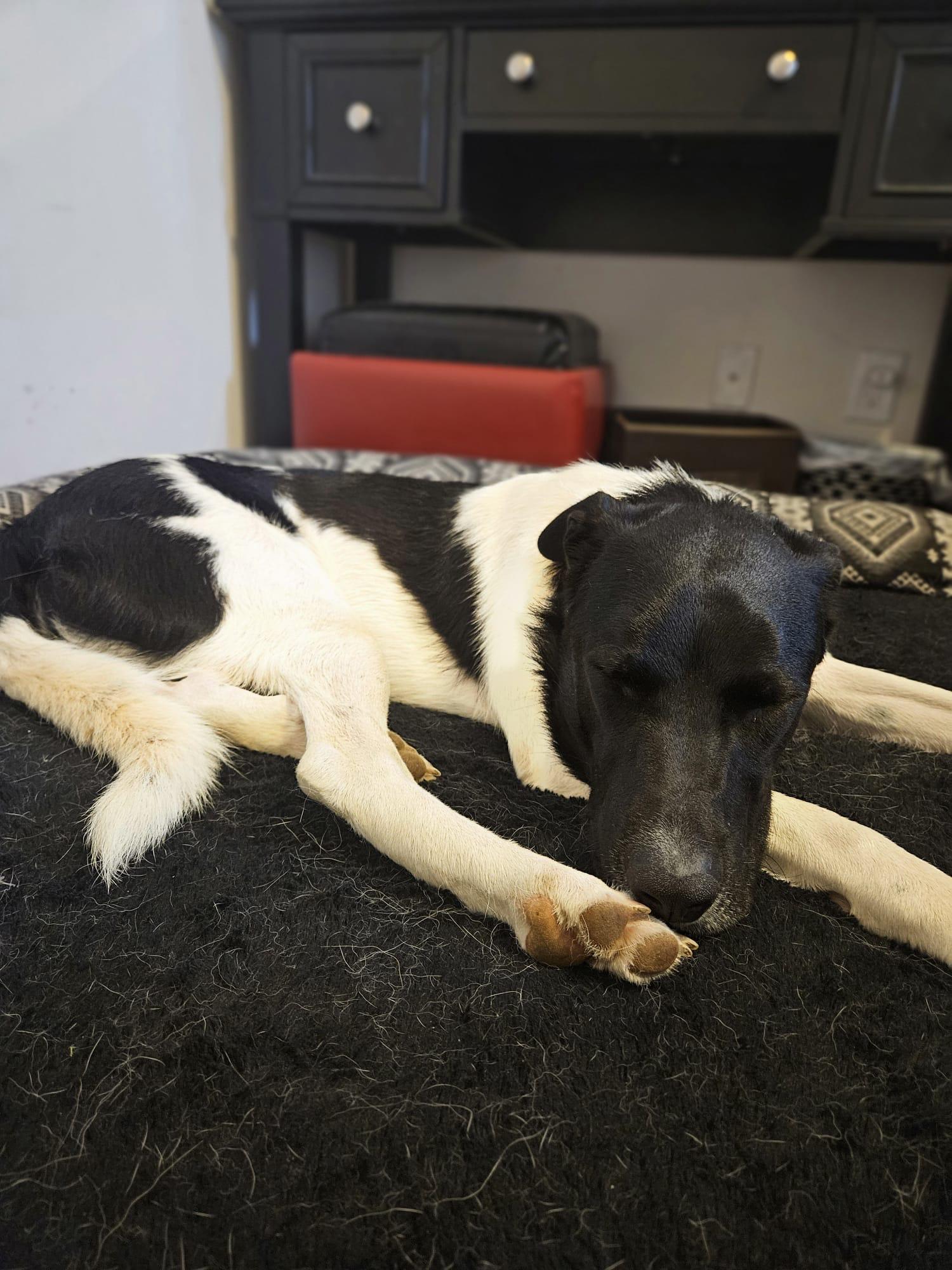 Enlarge Domino, a Adoptable mixed breed in Aurora, ON image 5/5