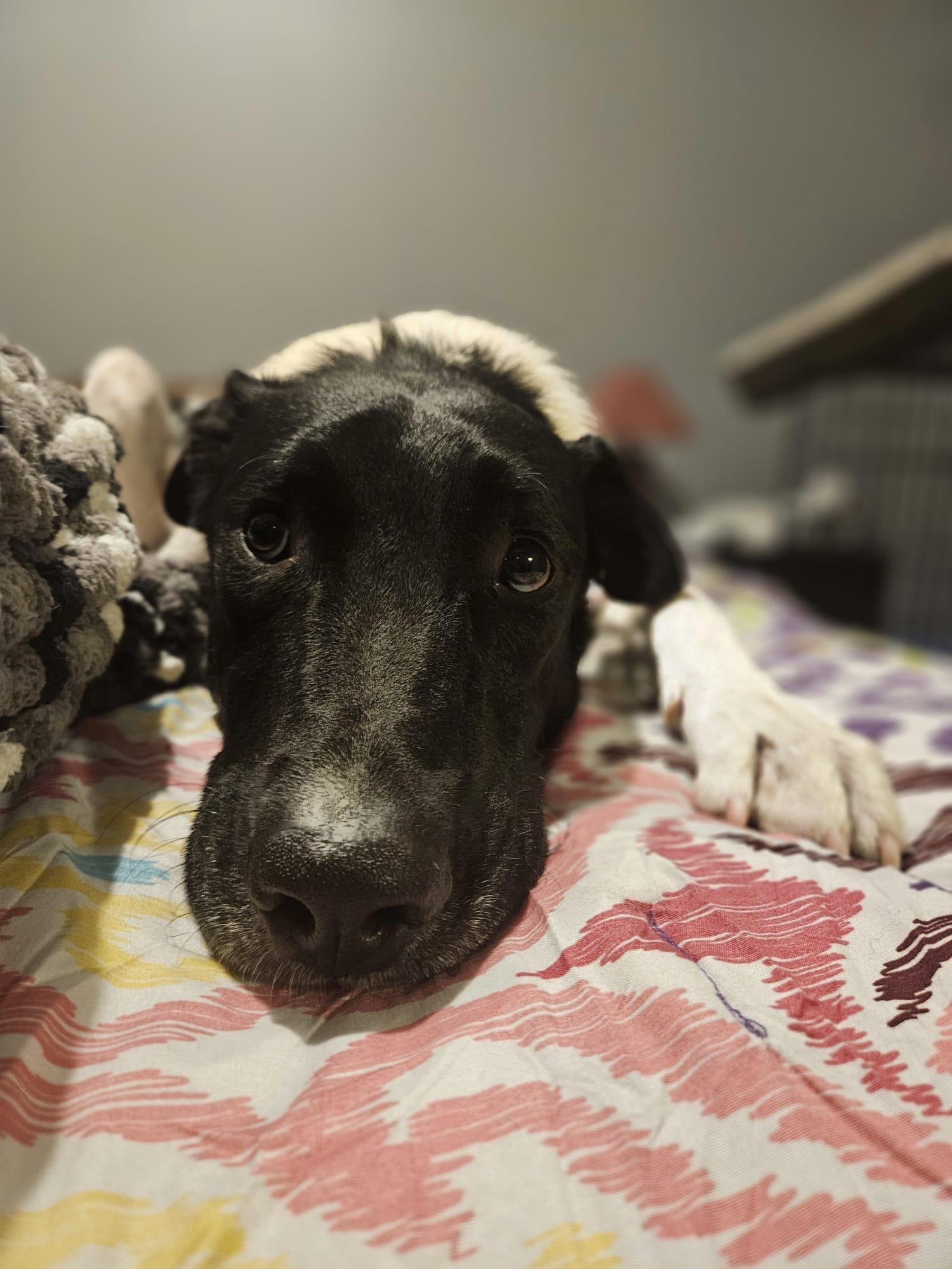 Enlarge Domino, a Adoptable mixed breed in Aurora, ON image 2/5