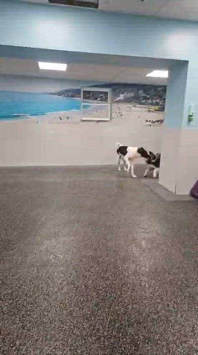 Enlarge Domino, a Adoptable mixed breed in Aurora, ON video 3/5