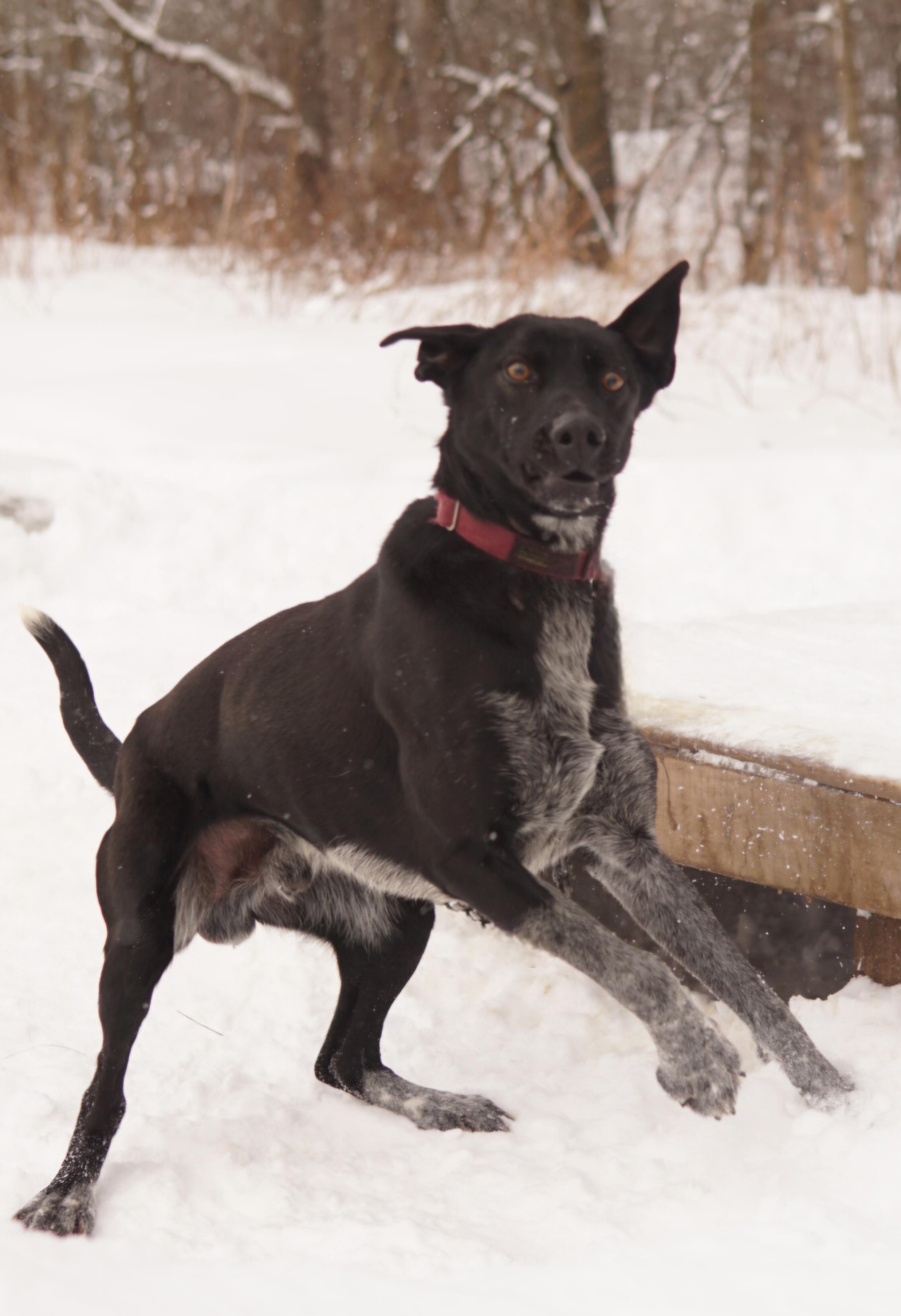 Enlarge Aspen, a Adoptable mixed breed in Jefferson, NH image 1/2