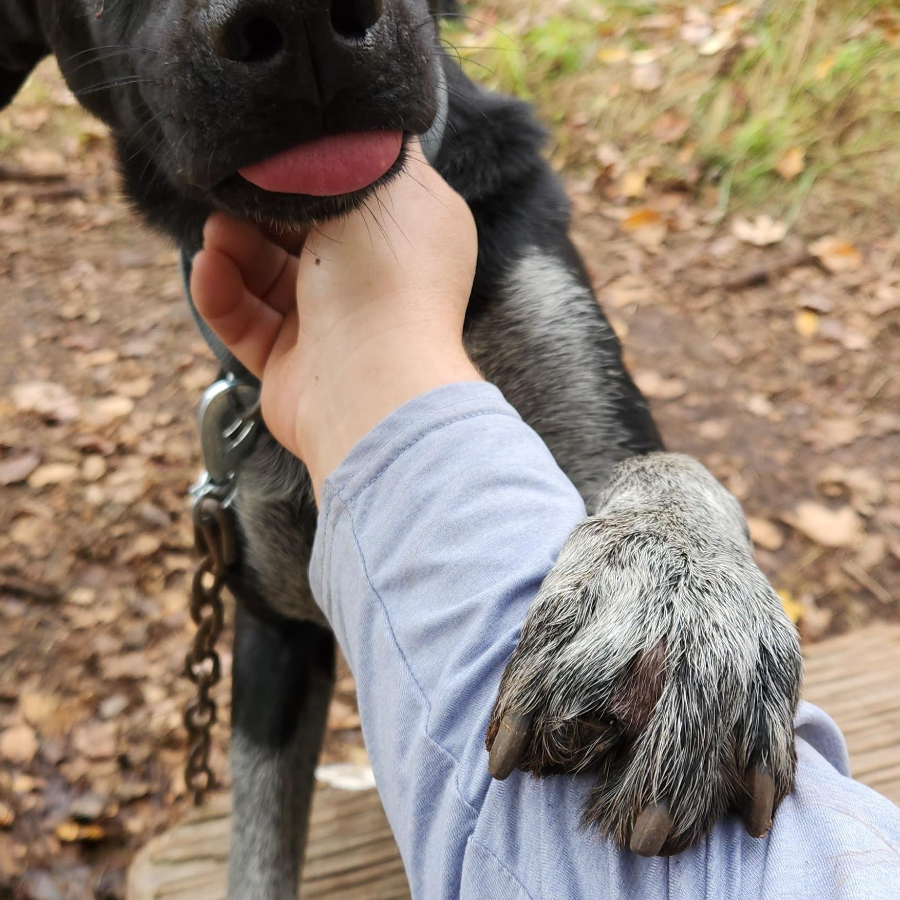 Enlarge Aspen, a Adoptable mixed breed in Jefferson, NH image 1/2