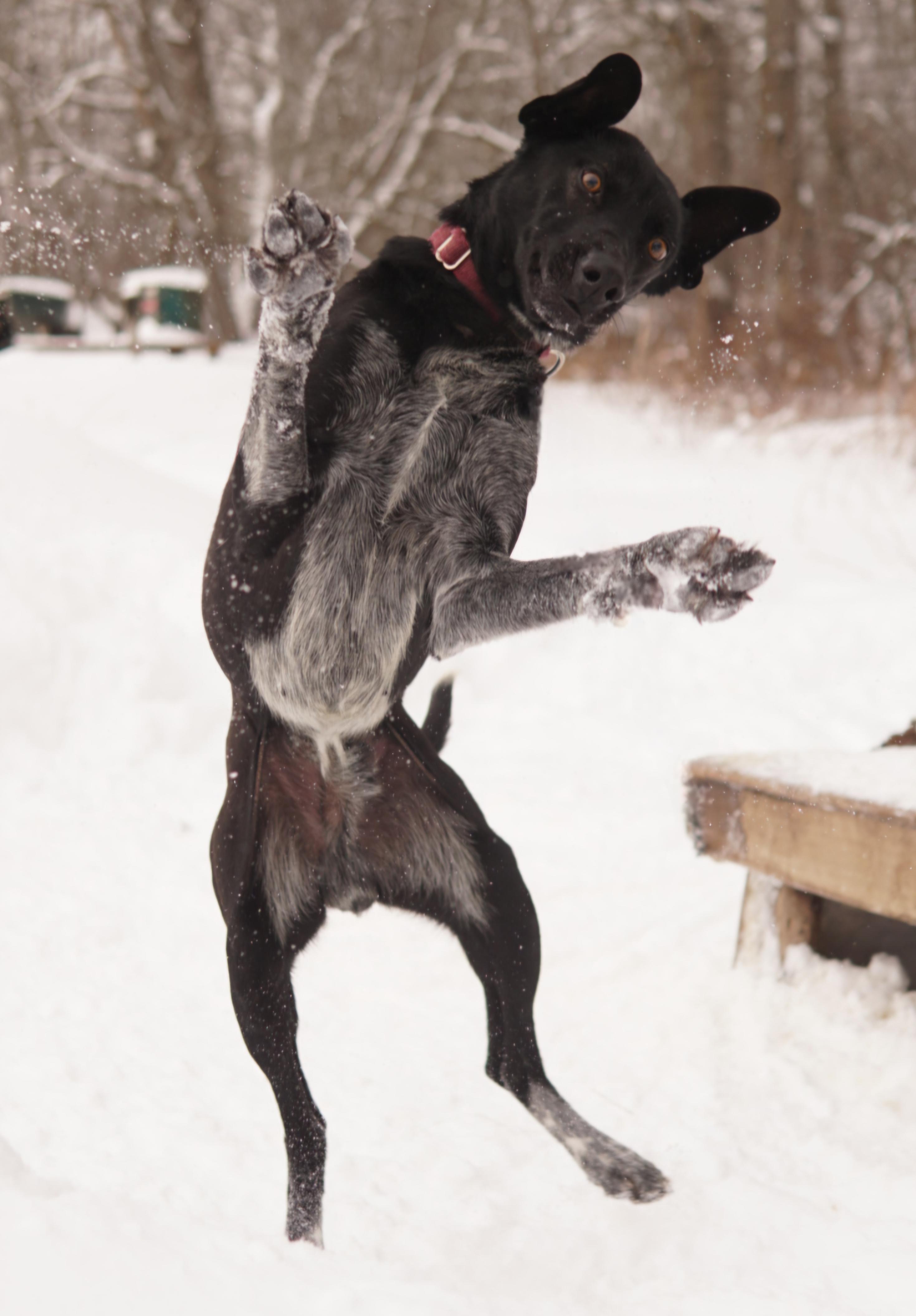 Enlarge Aspen, a Adoptable mixed breed in Jefferson, NH image 2/2