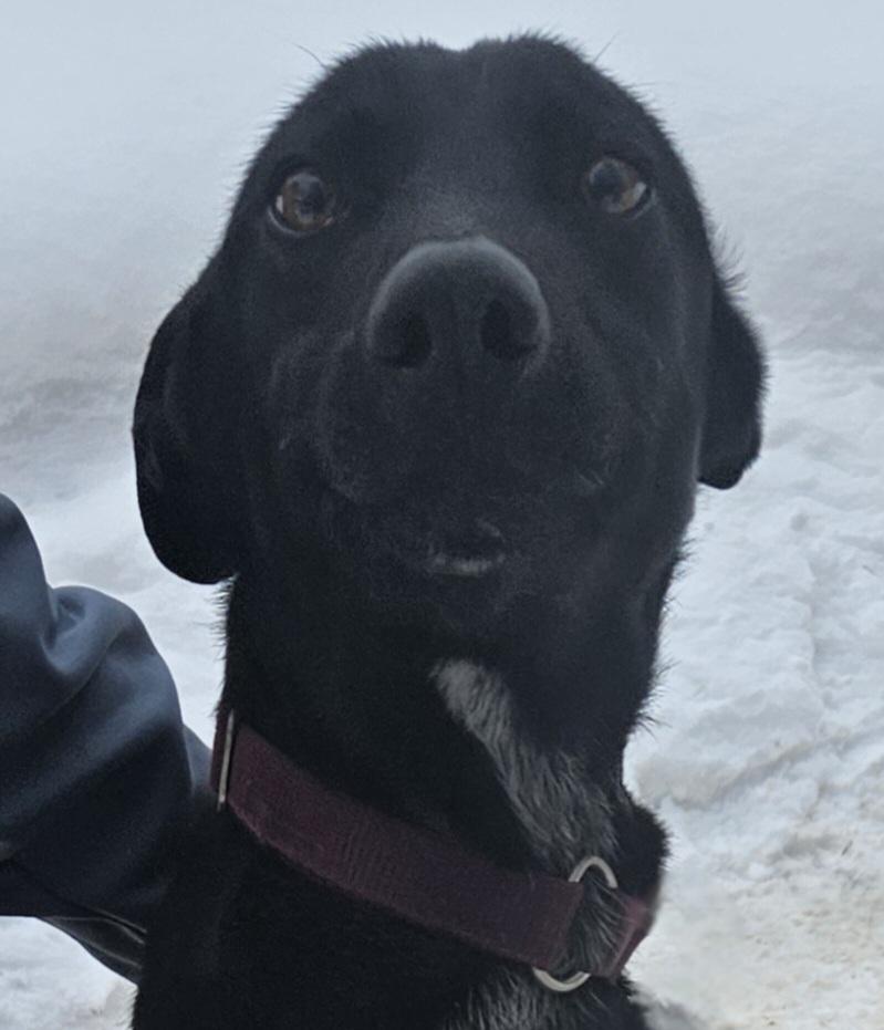 Enlarge Aspen, a Adoptable mixed breed in Jefferson, NH image 2/2