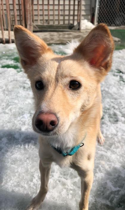 Enlarge Hope, a Adoptable mixed breed in Shohola, PA image 1/3