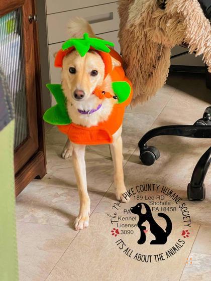 Enlarge Hope, a Adoptable mixed breed in Shohola, PA image 3/3