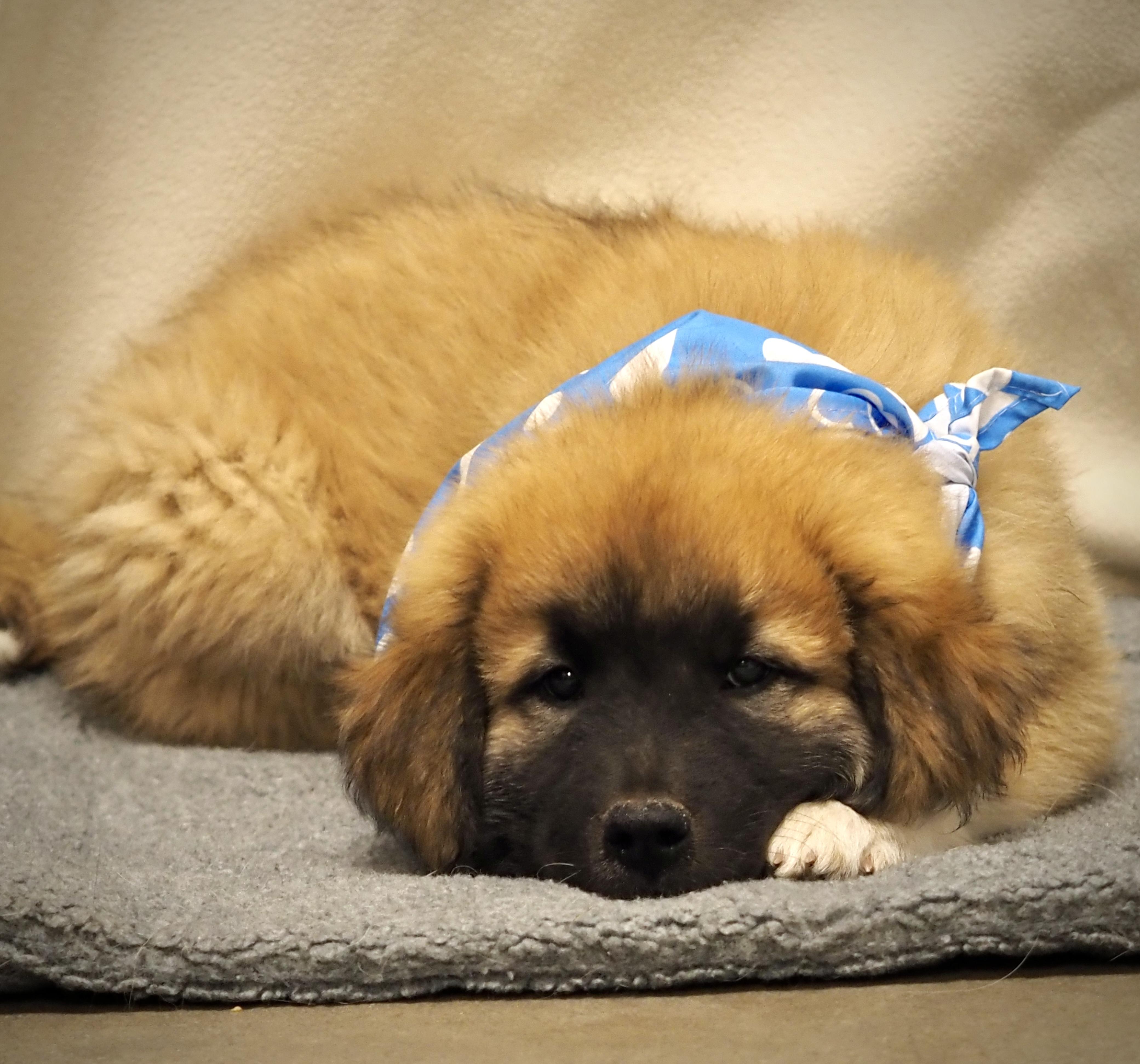 Bananagram, Adoptable, Puppy Male Great Pyrenees.