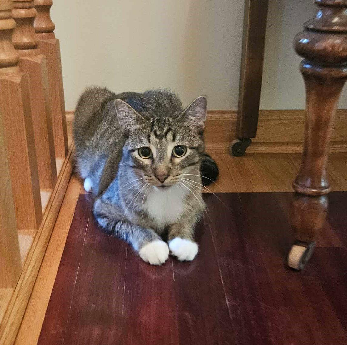 M, Adoptable, Adult Male Domestic Short Hair.