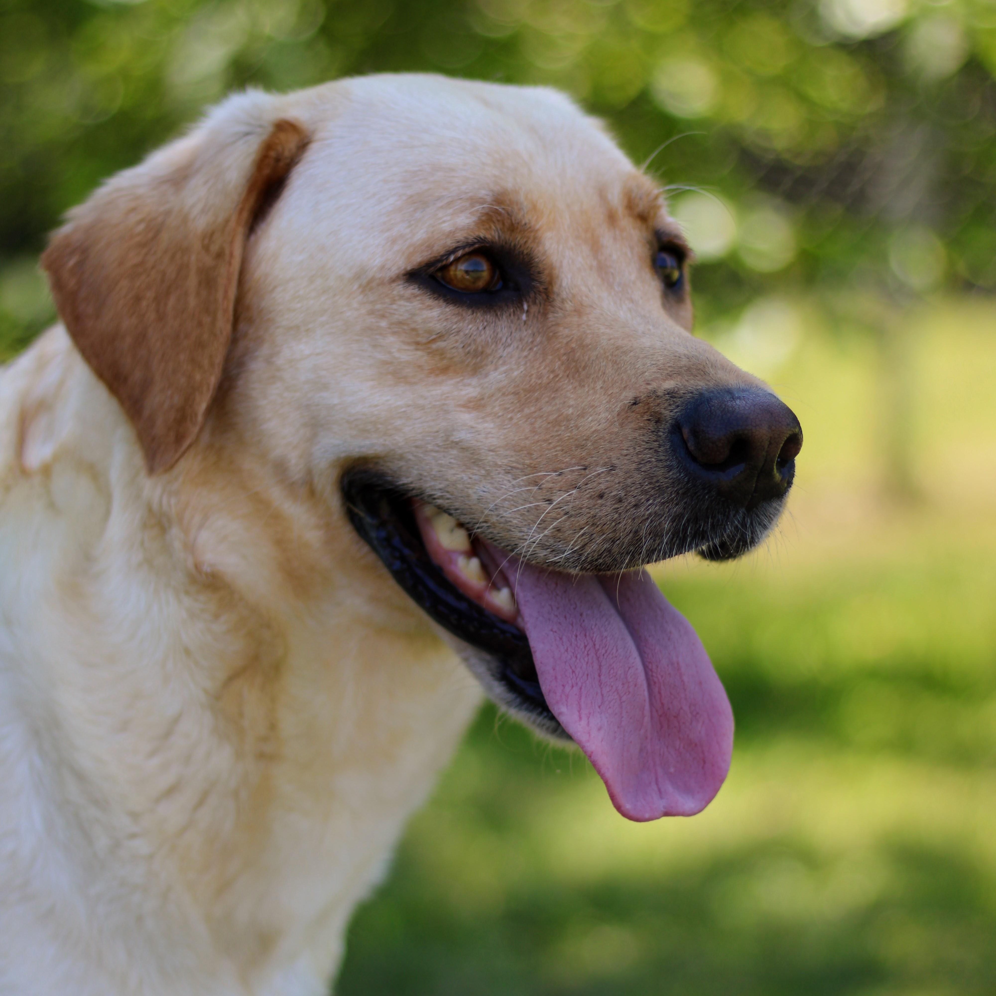 Enlarge Nova, an adopted Labrador Retriever in Battle Creek, MI image 3/6