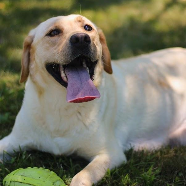 Enlarge Nova, an adopted Labrador Retriever in Battle Creek, MI image 1/6