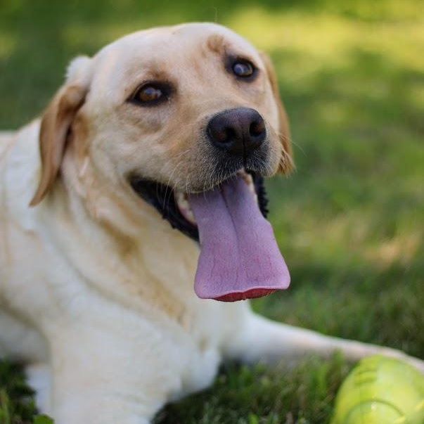 Enlarge Nova, an adopted Labrador Retriever in Battle Creek, MI image 6/6