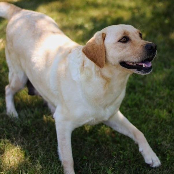 Enlarge Nova, an adopted Labrador Retriever in Battle Creek, MI image 5/6
