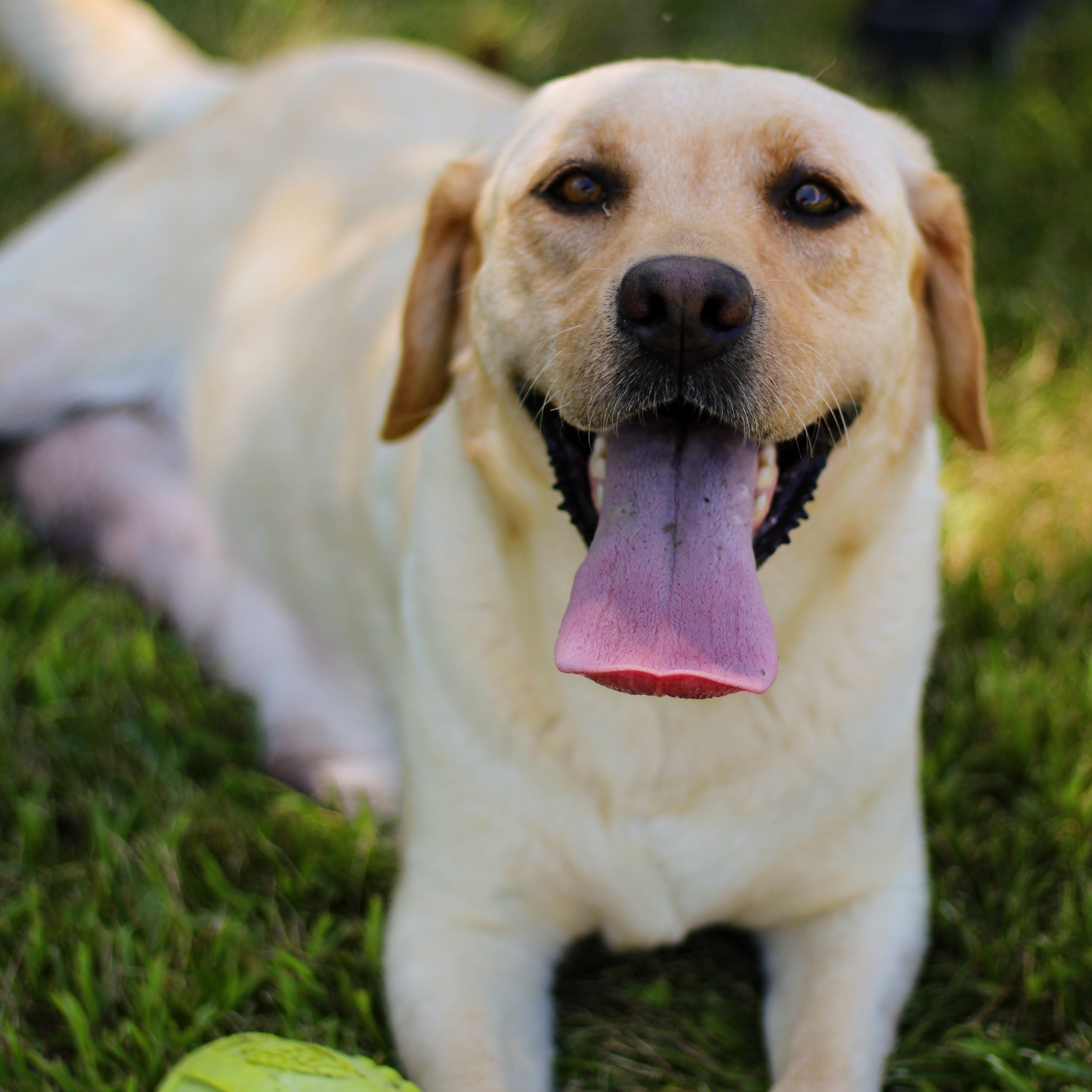 Enlarge Nova, an adopted Labrador Retriever in Battle Creek, MI image 4/6