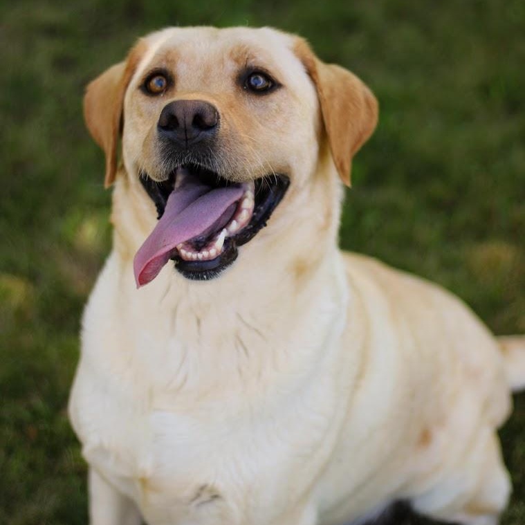 Enlarge Nova, an adopted Labrador Retriever in Battle Creek, MI image 2/6