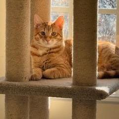 Kiwi / Bashful, Adoptable, Young Female Domestic Short Hair.