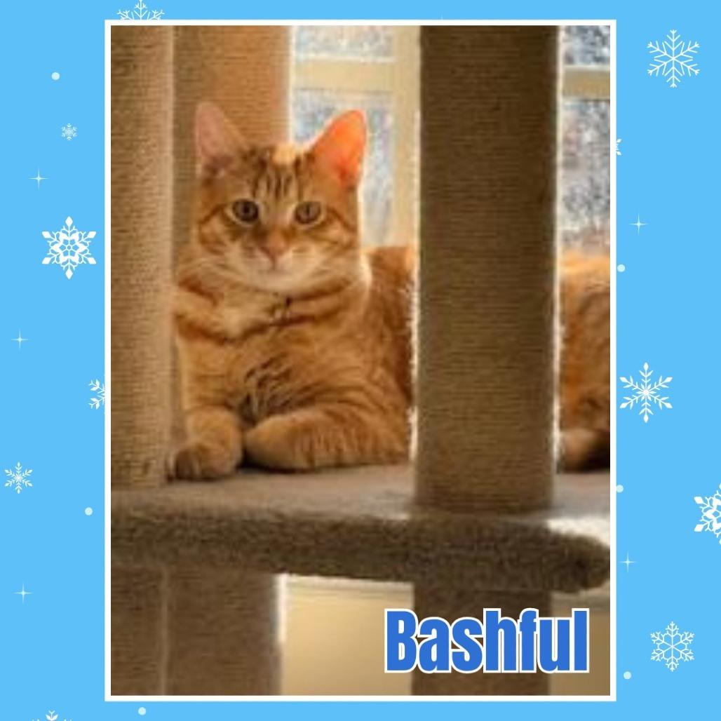 Kiwi / Bashful, a Adoptable Domestic Short Hair in Charlottesville, VA image 3/6