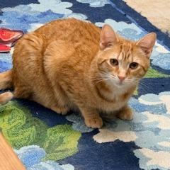 Bashful, a Adoptable Domestic Short Hair in Charlottesville, VA image 2/5