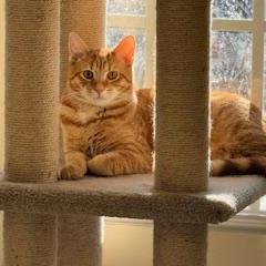 Enlarge Bashful, a Adoptable Domestic Short Hair in Charlottesville, VA image 1/2